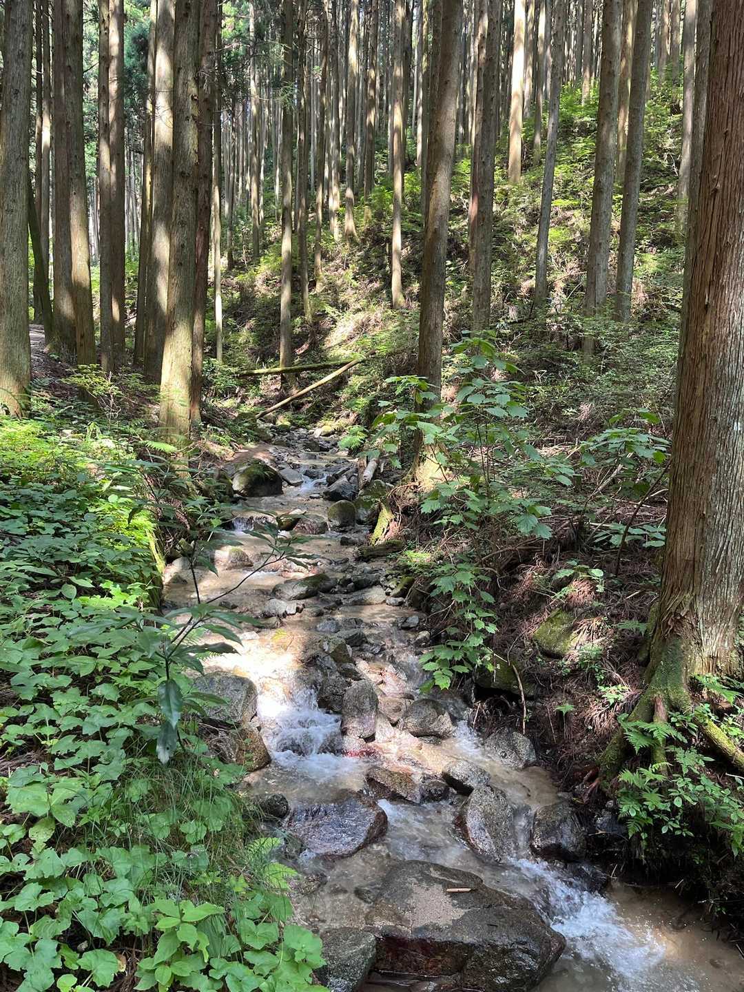 百ヶ辻登山口-金剛山 往復コースの写真
