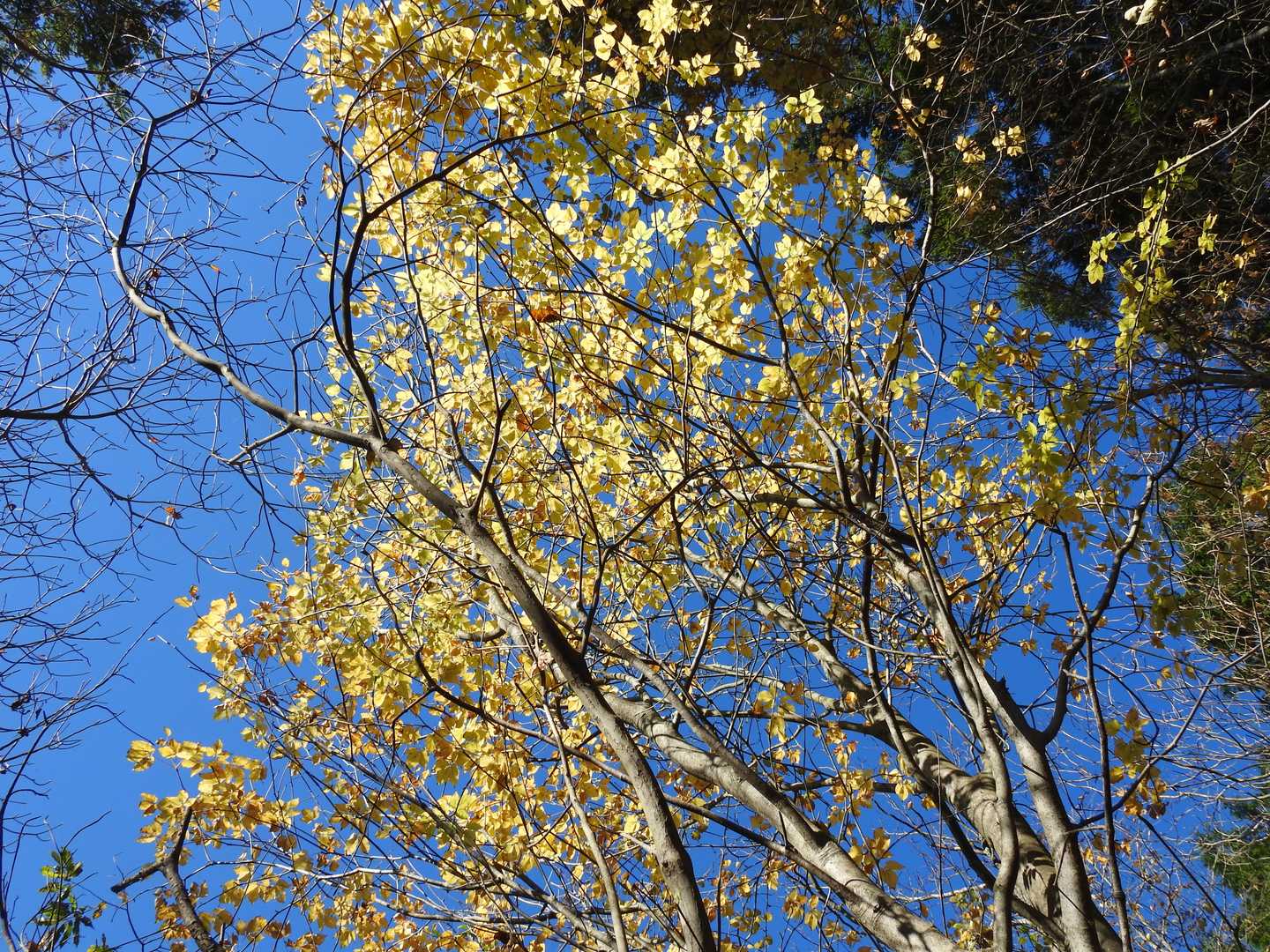 もう一度、レモン色のタカノツメを撮ってみた