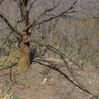 山頂下の桜の木
太い幹が雪のために折れていました