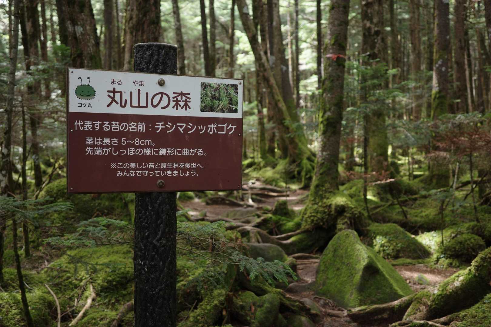丸山 周回コースの写真