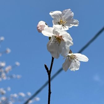 桜🌸も今年初✨