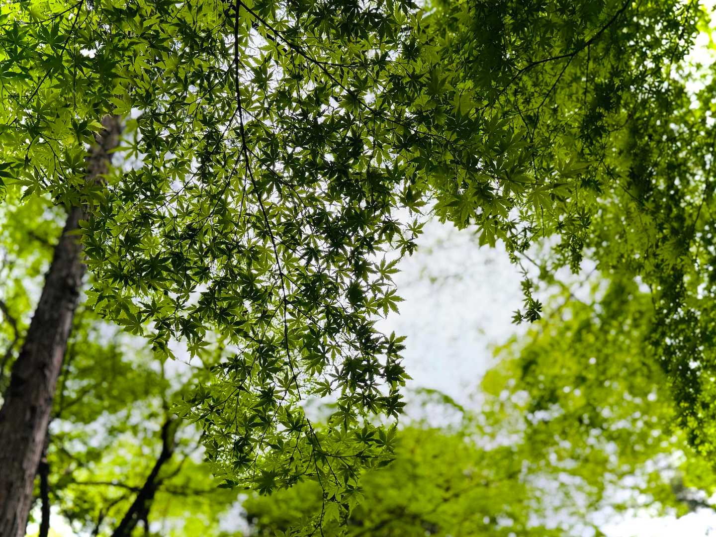 少しずつ新緑
綺麗になってきました💚