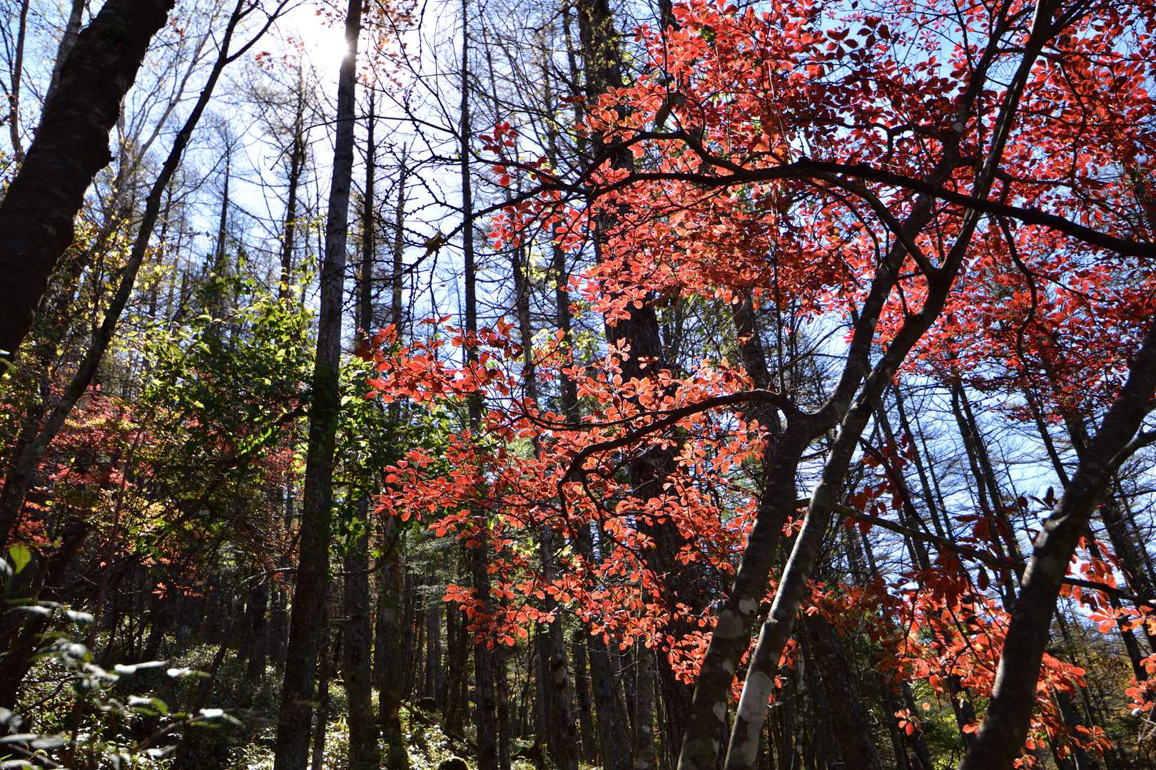 赤岩ノ丸-黒岳-川胡桃沢の頭-牛奥ノ雁ヶ腹摺山 往復コースの写真