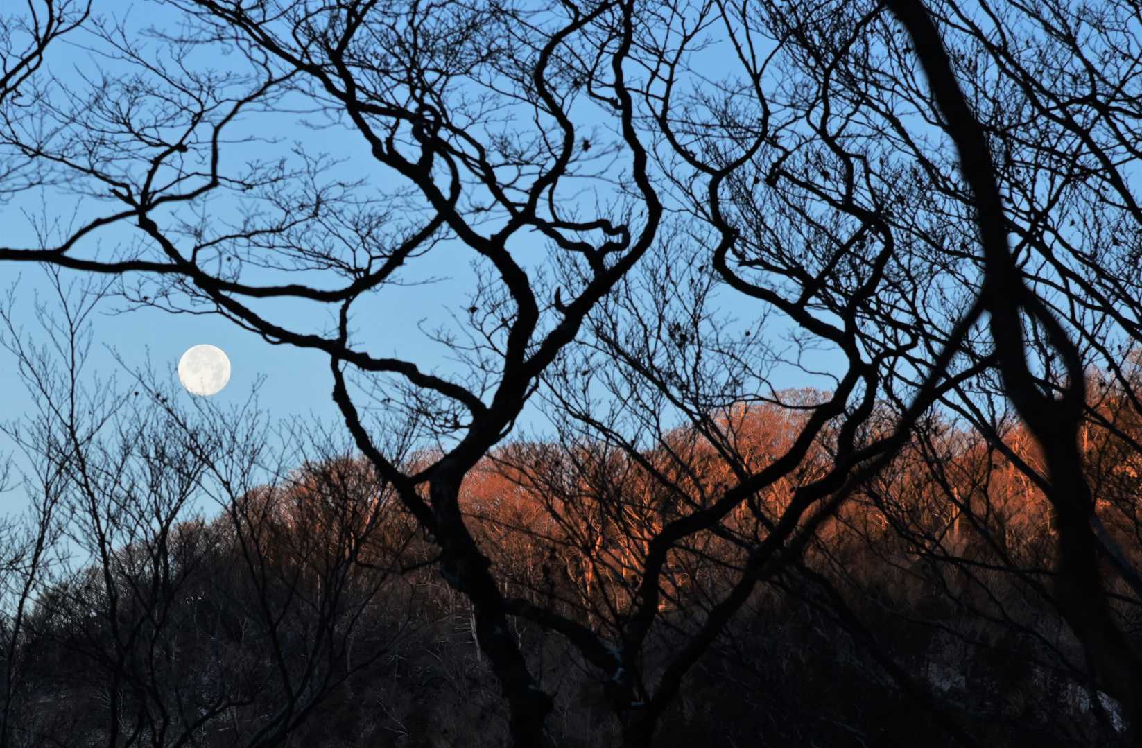 モルゲンと月