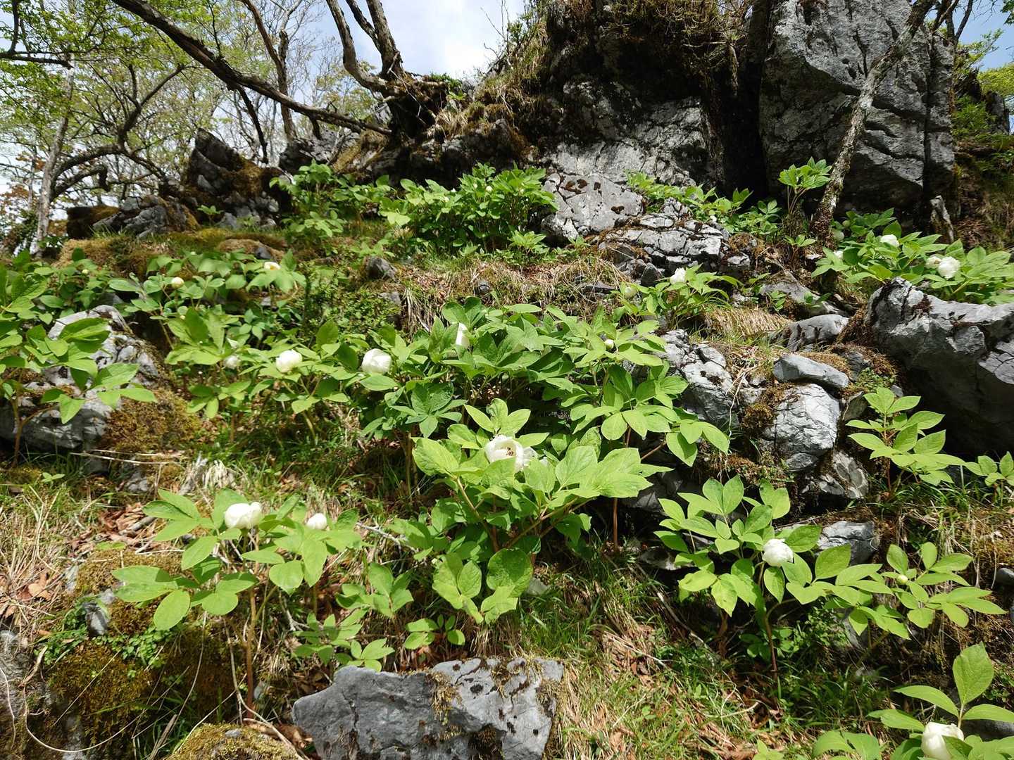 ここはヤマシャクヤクの群生場所🌼