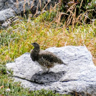 おしゃまな雷鳥さんは毛繕いしてお立ち台に登るまで10分間📸

居るんですか？
と聞いてくる皆さんに1人ずつ案内し、撮影会場に😁
