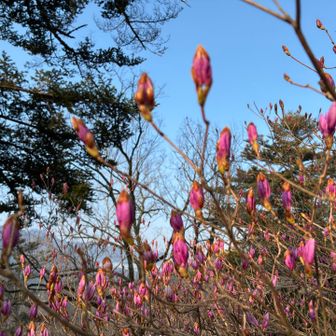 これから花が綺麗な季節に入ります