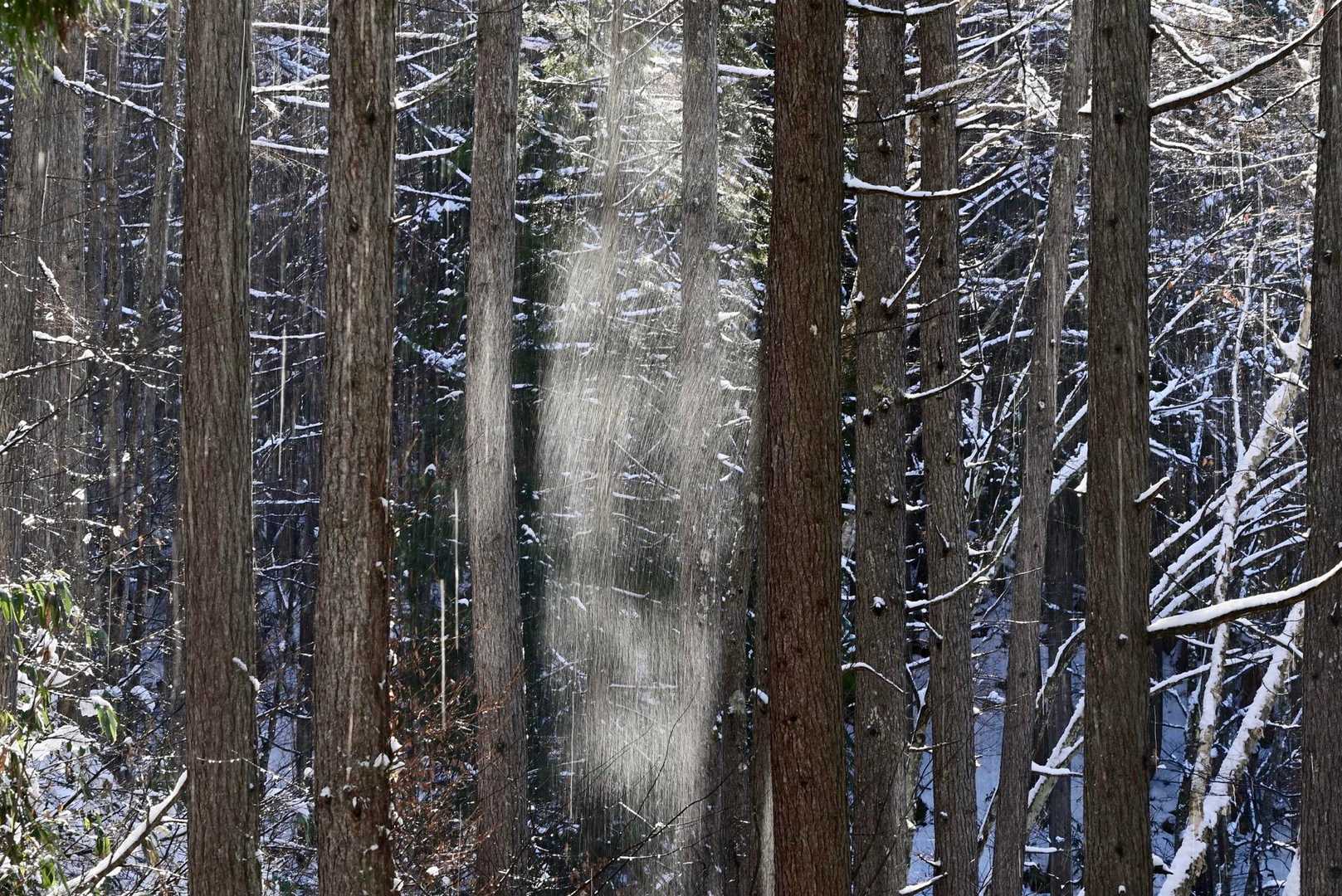 風で枝が揺れて、雪が落ちてくるー❄️