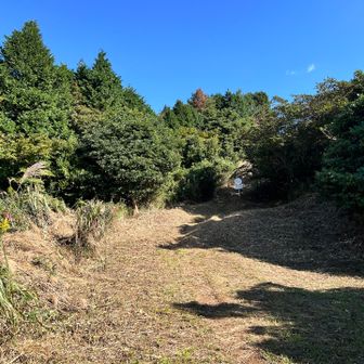 野草が刈られてる