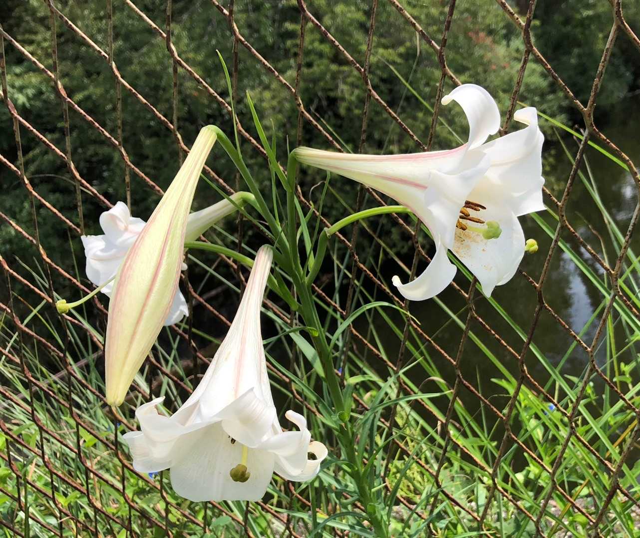 ユリが綺麗に咲いてました