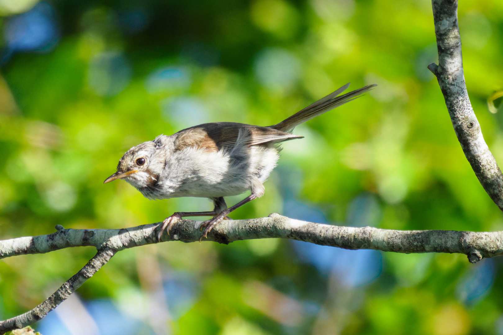 よく鳴くから見つけやすいというのもありますが