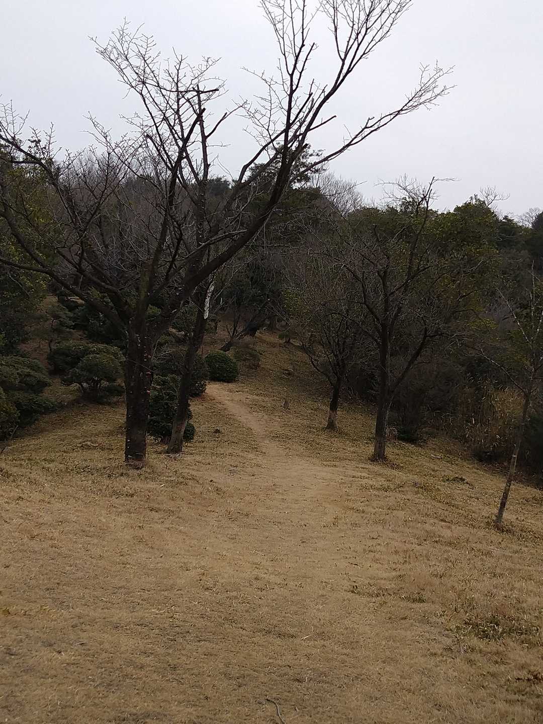きれいに芝刈りがされています