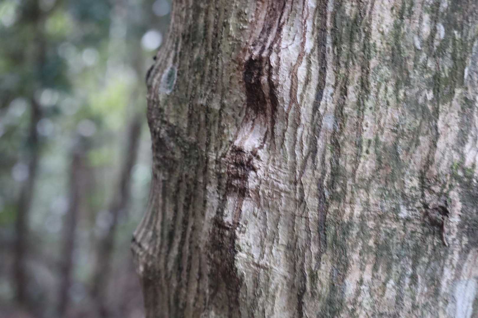 日が落ちる前に下山するよー
なんか顔みたいな模様がいっぱいある木🌳