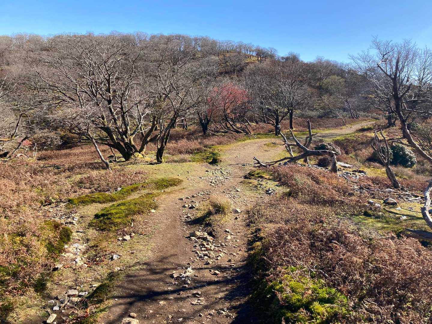 藤原山荘に到着。山頂へのお楽しみロードを歩きます
