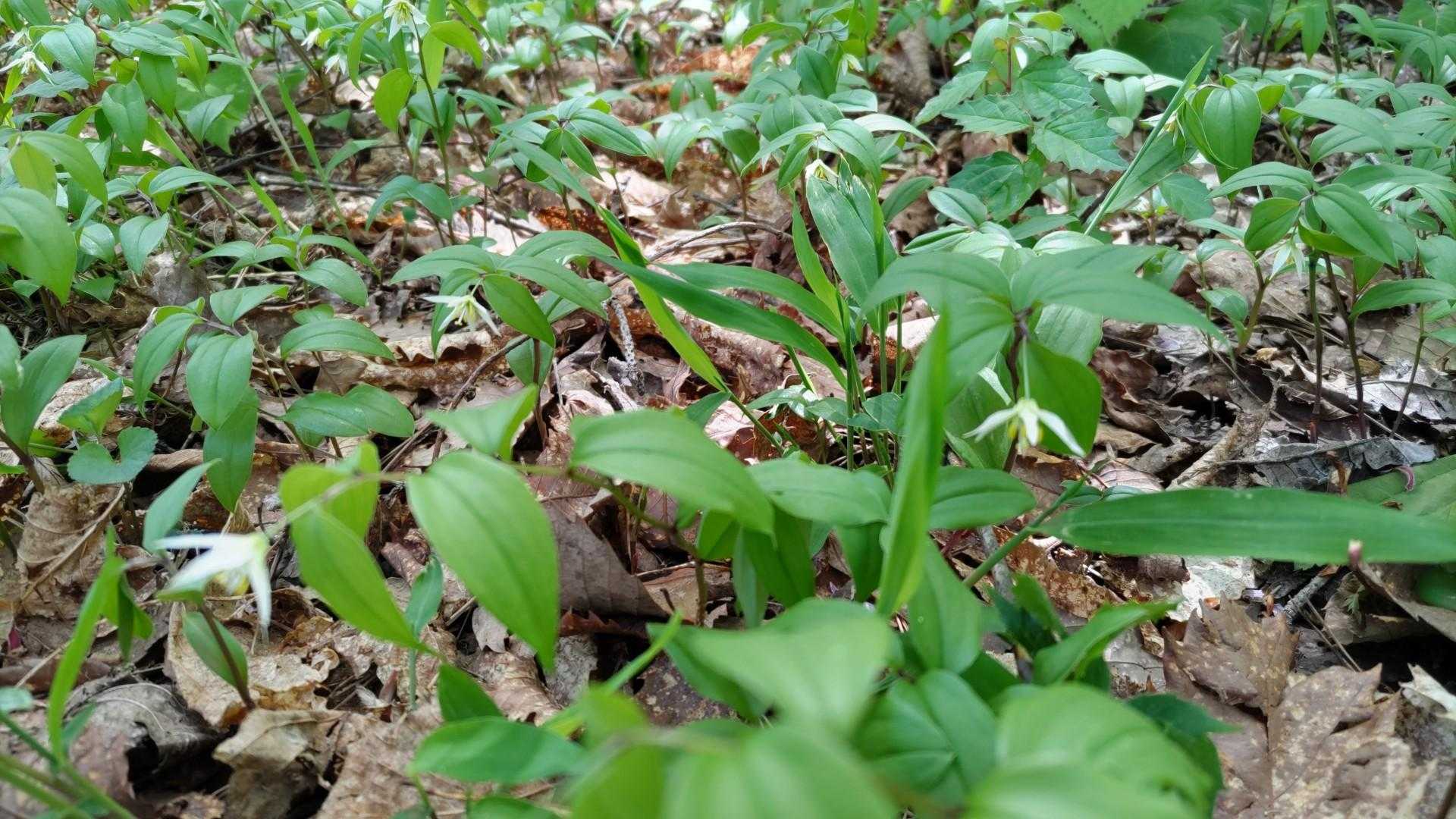 この辺にチゴユリの群生が😊