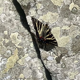 ギフチョウだ‼️間違いない‼︎
何とか撮れた〜👍