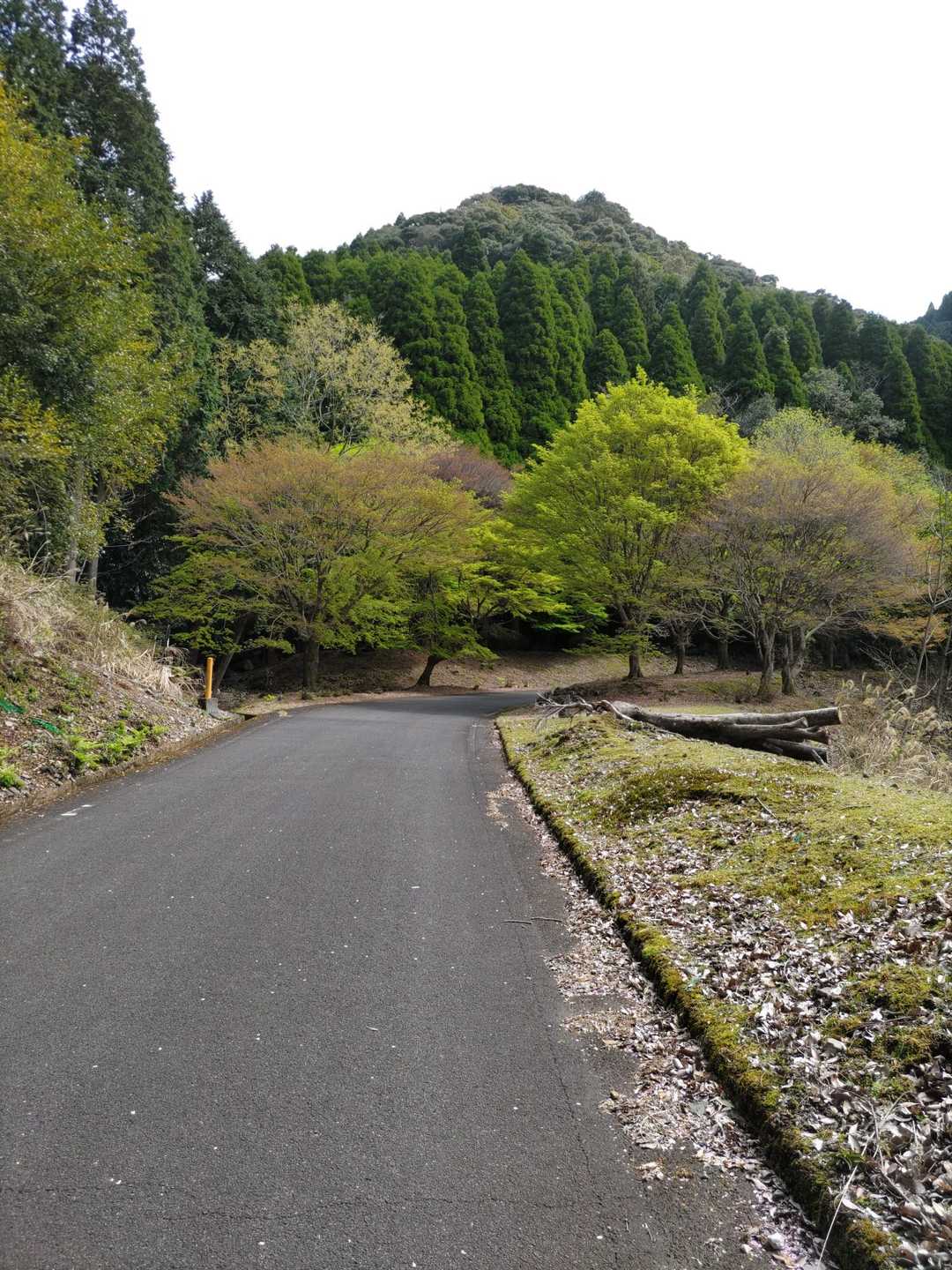 こんな感じの舗装路です、
これ、ずーっと登りでした😅