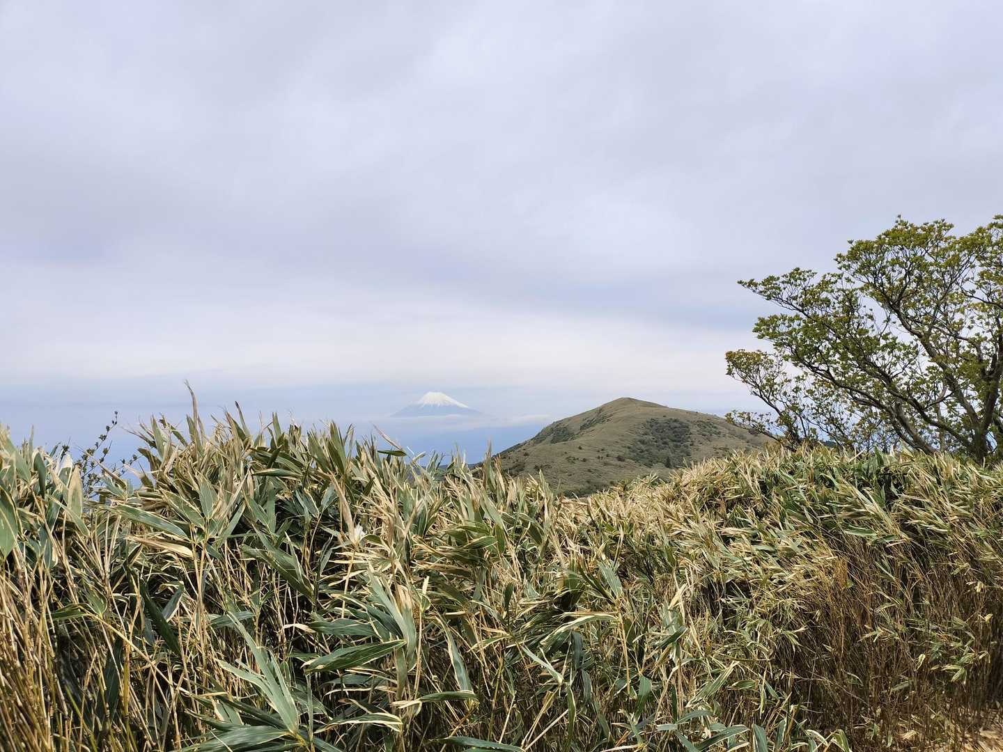 伽藍山-古稀山-達磨山 往復コースの写真
