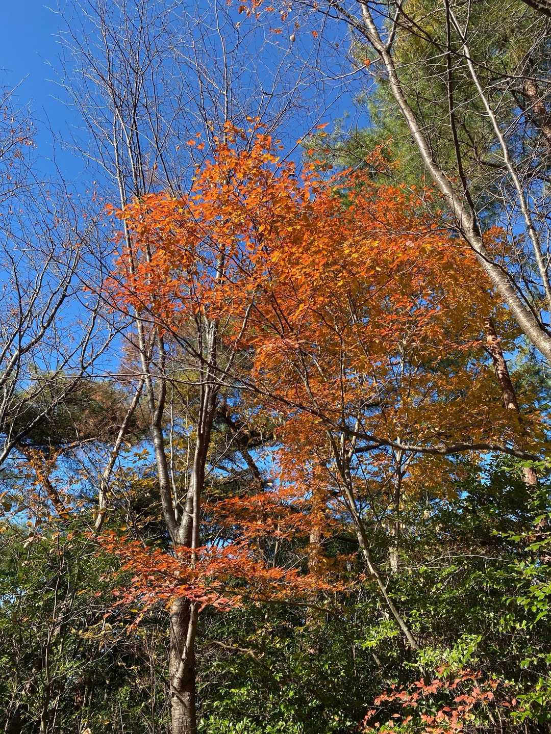 綺麗な紅葉🍁😍