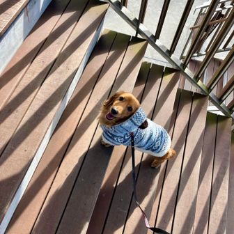 すっかり元気になったダックス。
心配かけたワン🐶！