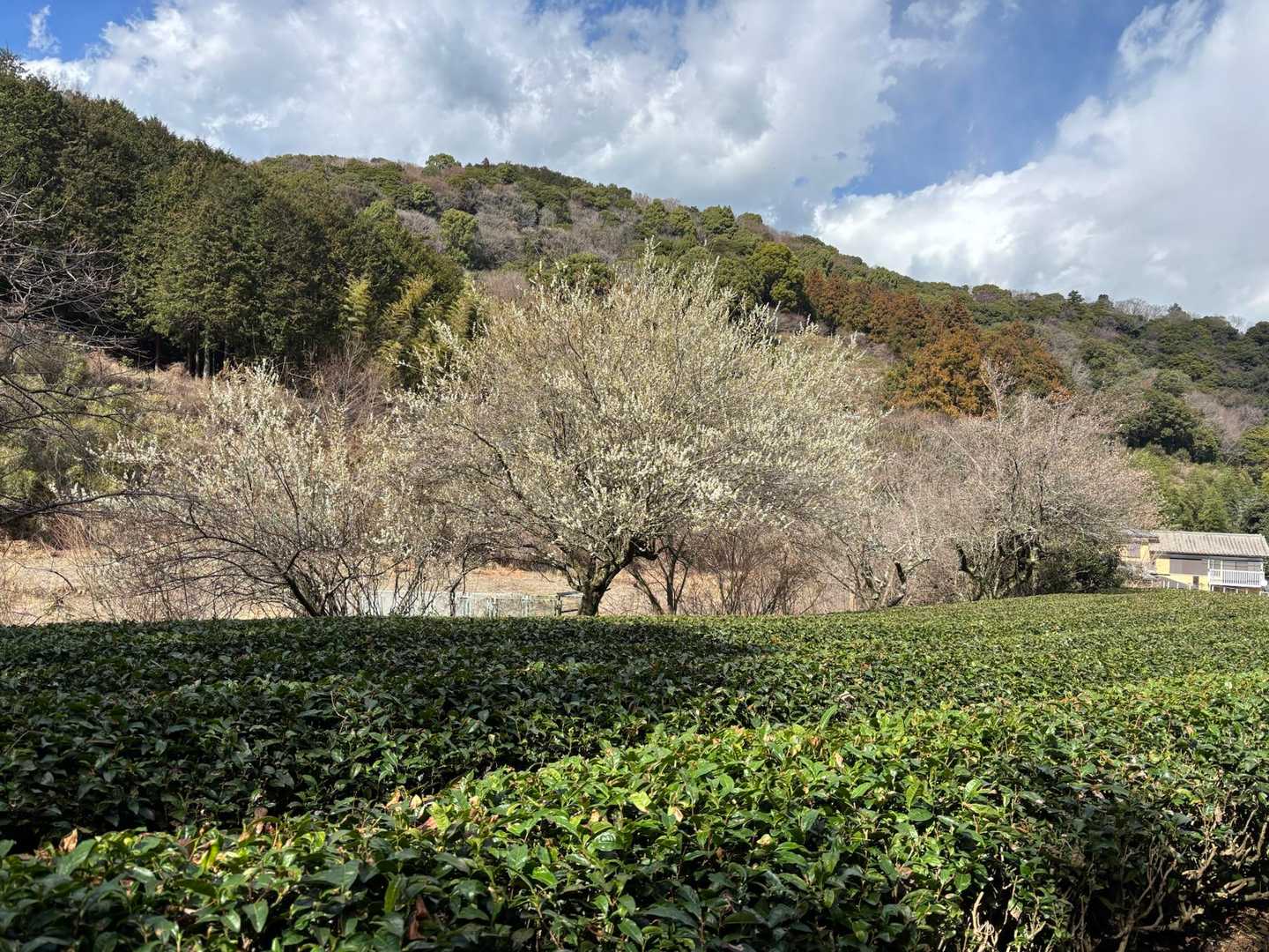 ヤビツ峠-大山-矢草ノ頭-唐沢峠-広沢寺温泉バス停 縦走コースの写真