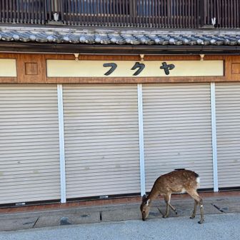宮島の動物シリーズ①
シカ