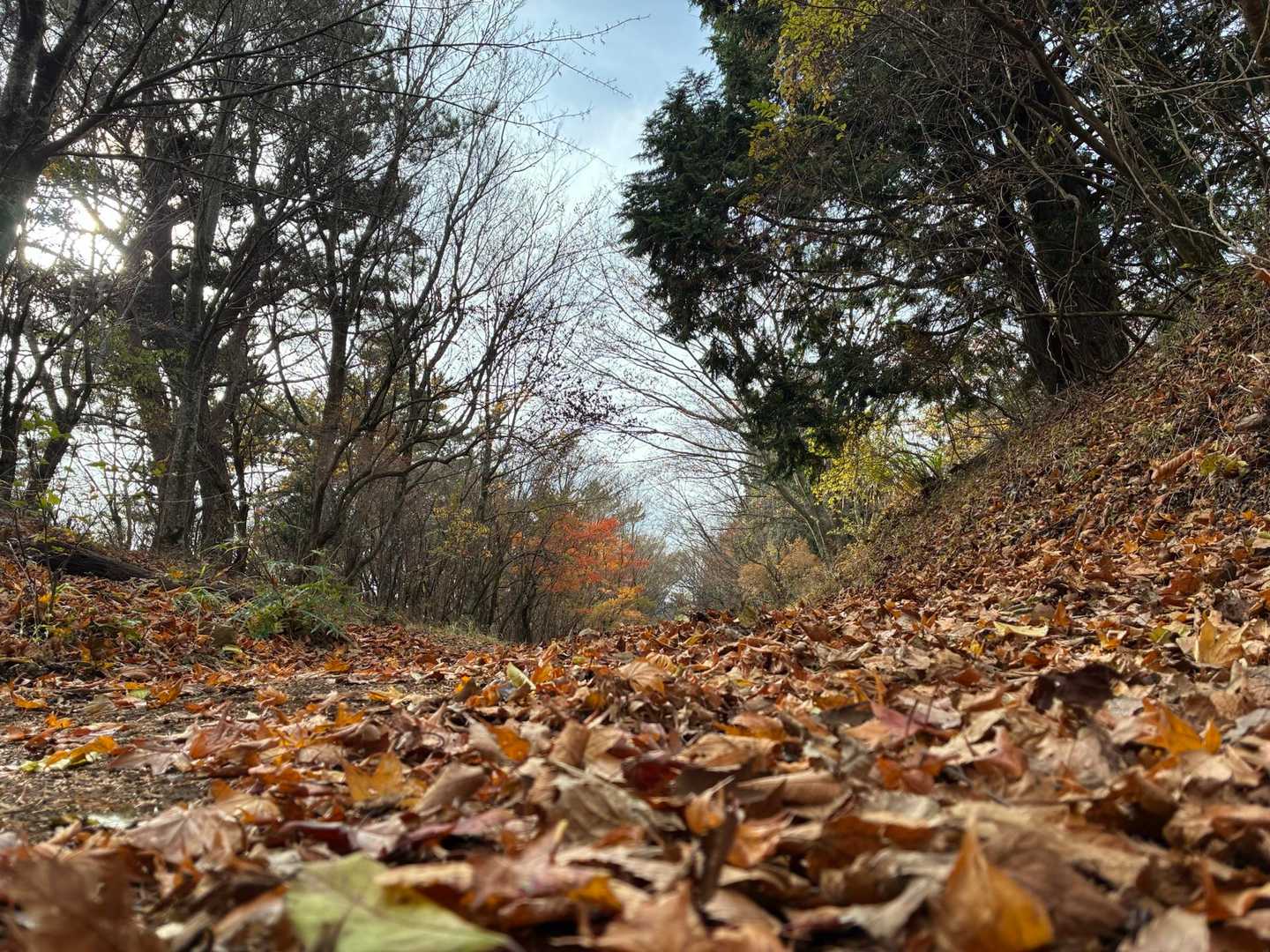 フカフカな落ち葉🍂
