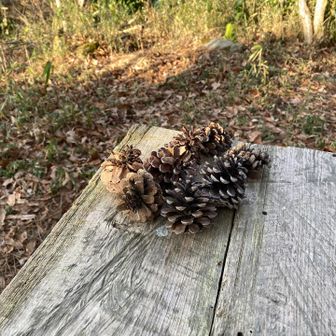 松ぼがいっぱい