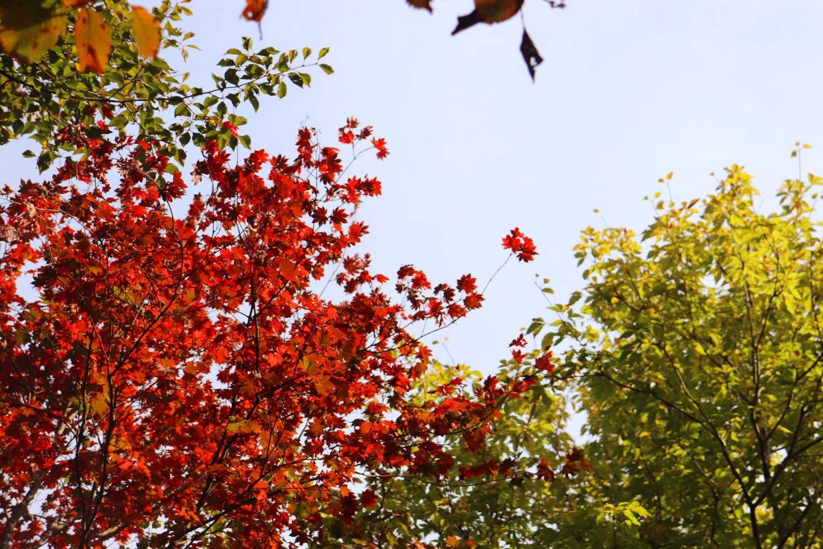 紅葉🍁