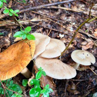 白いのはタマウラベニタケ？キノコの同定は慎重にせんといけんよね