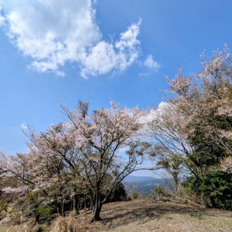 山頂の様子🌸ちなみに昨年は２度目配山に登りに来てました😅１度目はまだ咲いておらず、10日後リベンジしたときは葉桜になってたという記録😅