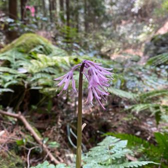 ツクシショウジョウバカマ一輪だけ