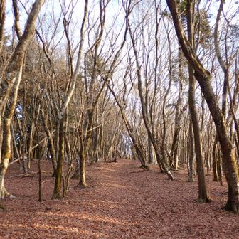 ふかふか落ち葉の山歩みち