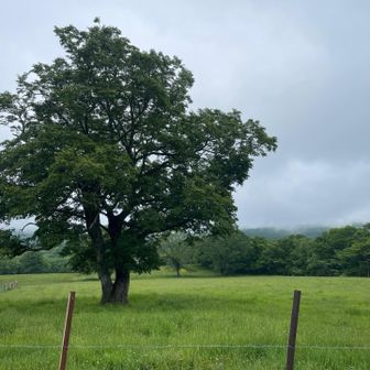 🐃はここにはいません。