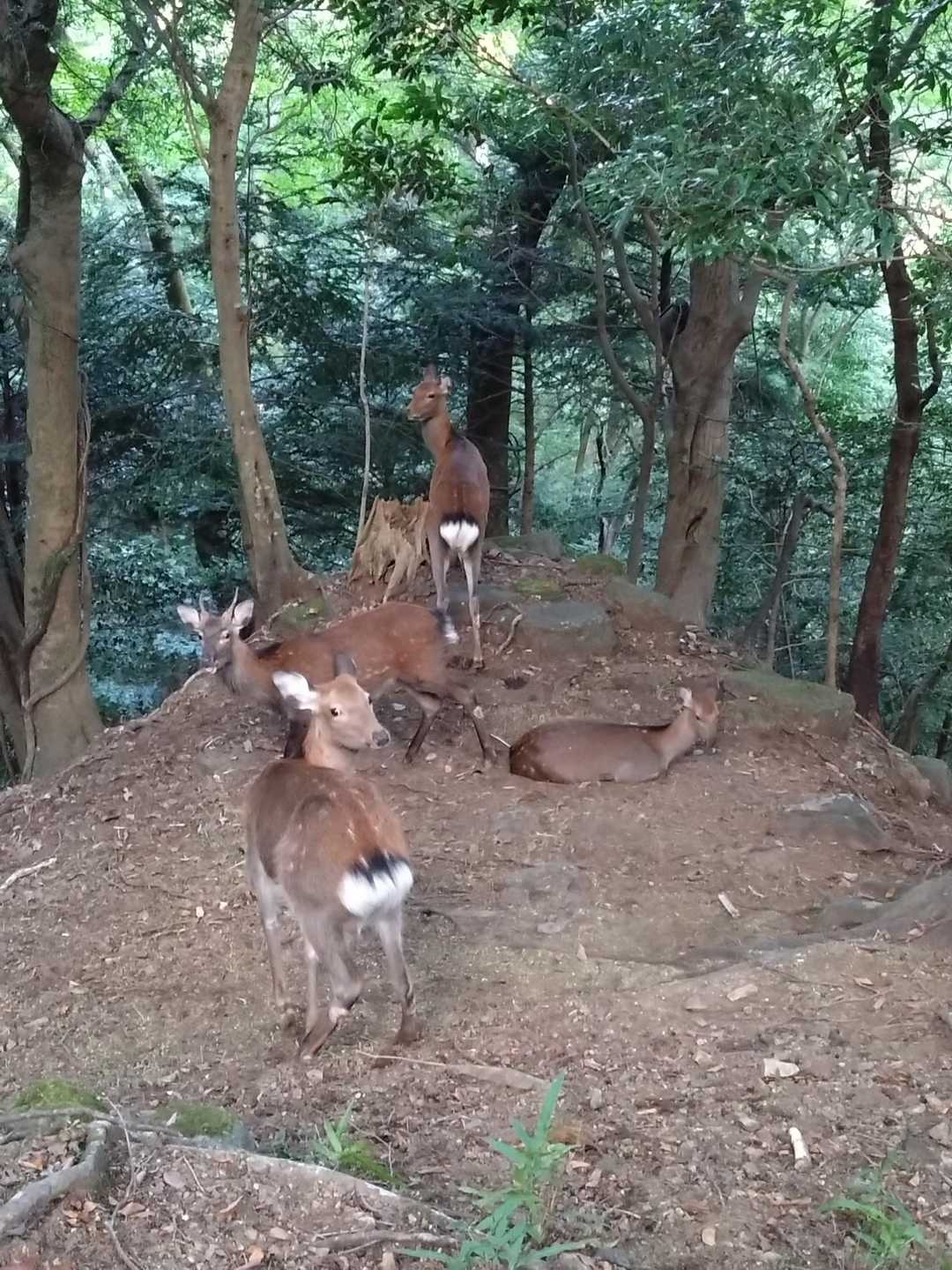 大山 184 / まさの登山データ | YAMAP / ヤマップ