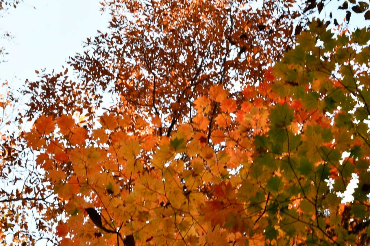 #紅葉🍁