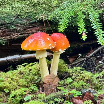 BIGキノコ🍄 こちら ベニテングダケ⚠️