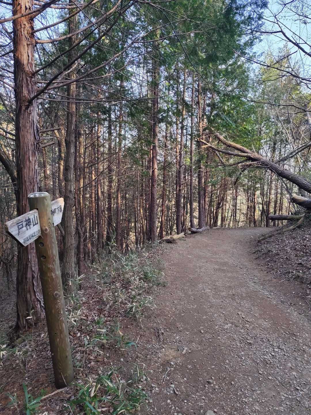 気持ちが良い登山道🤗
急に⋯
ガサガサッ！
右を見ると、テンがいました🥰