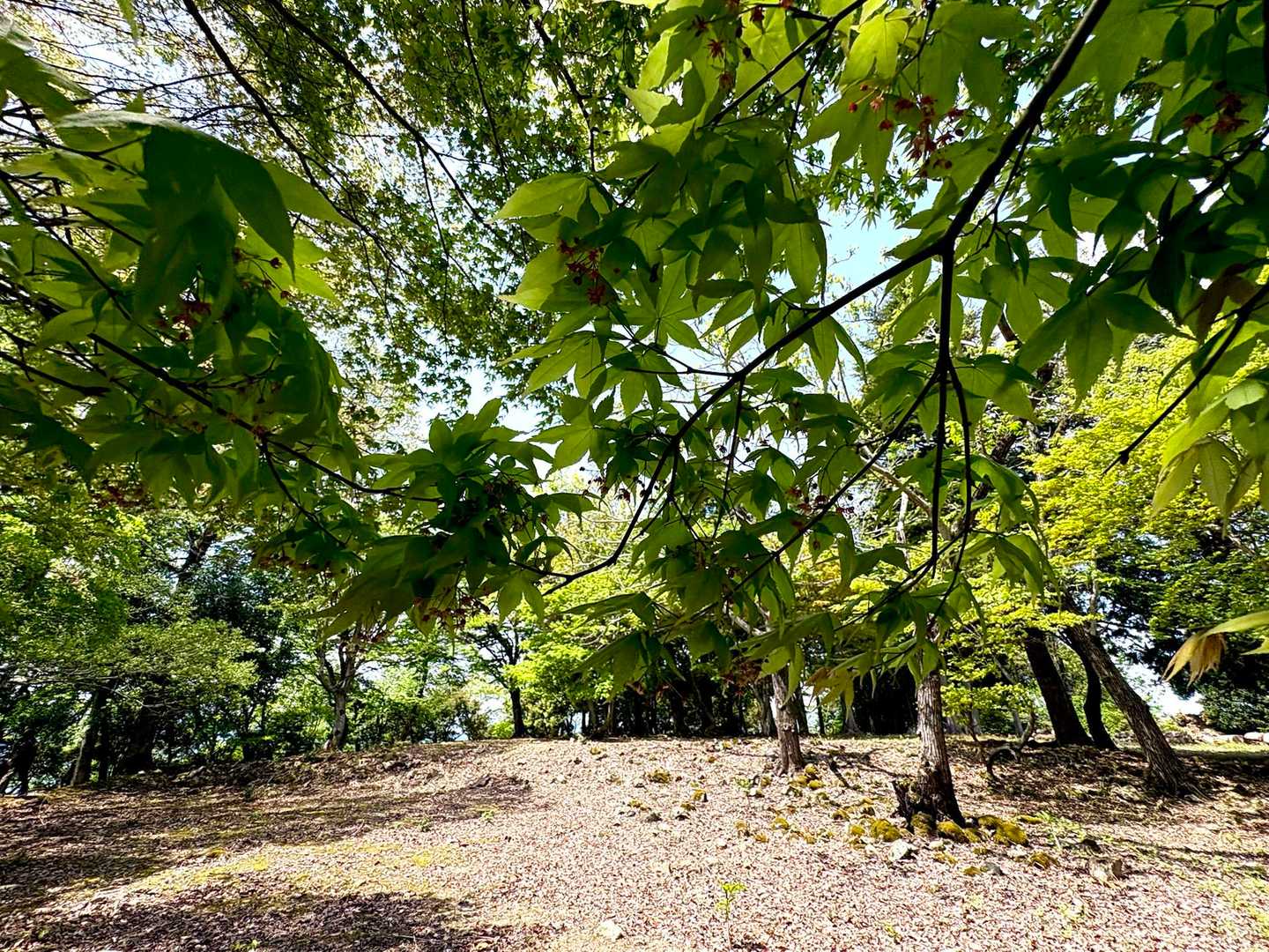 千畳敷だけにかなり広い
この後、林道をひたすらてくてく🚶‍♀️
風景も花も無し
木々の陰と木漏れ日が気持ち良い🌿☀️