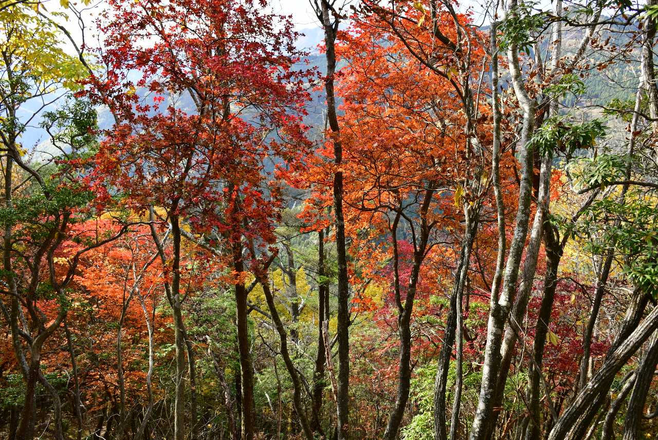 若御子山北峰の紅葉