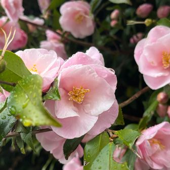 たまたま園内、つばき祭中🌸