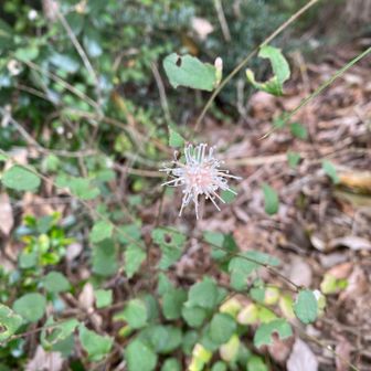 コウヤボウキという菊の仲間らしいです。