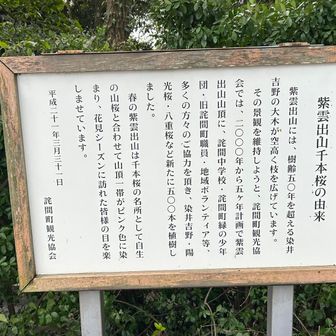 紫雲出山⛰️千本桜由来🌸