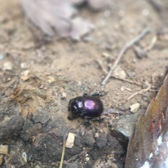 ピカピカ✨
瑠璃色のオオセンチコガネ
見つけた！