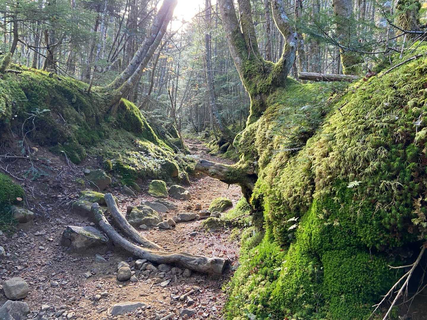 南沢-赤岳-地蔵ノ頭-赤岳鉱泉-北沢 周回コースの写真