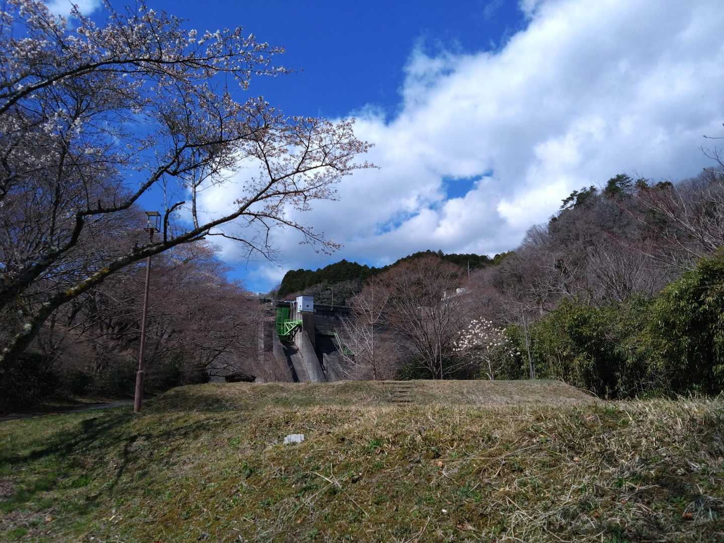 さくらが咲き始めてます😀