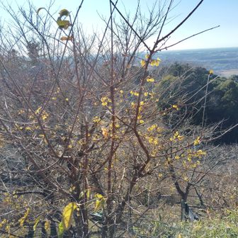 ロウバイ咲きました