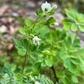 帰り際に目の前に咲いてる小さな白い花に気付いてよく見たら大好きな松風草の花でした🥰