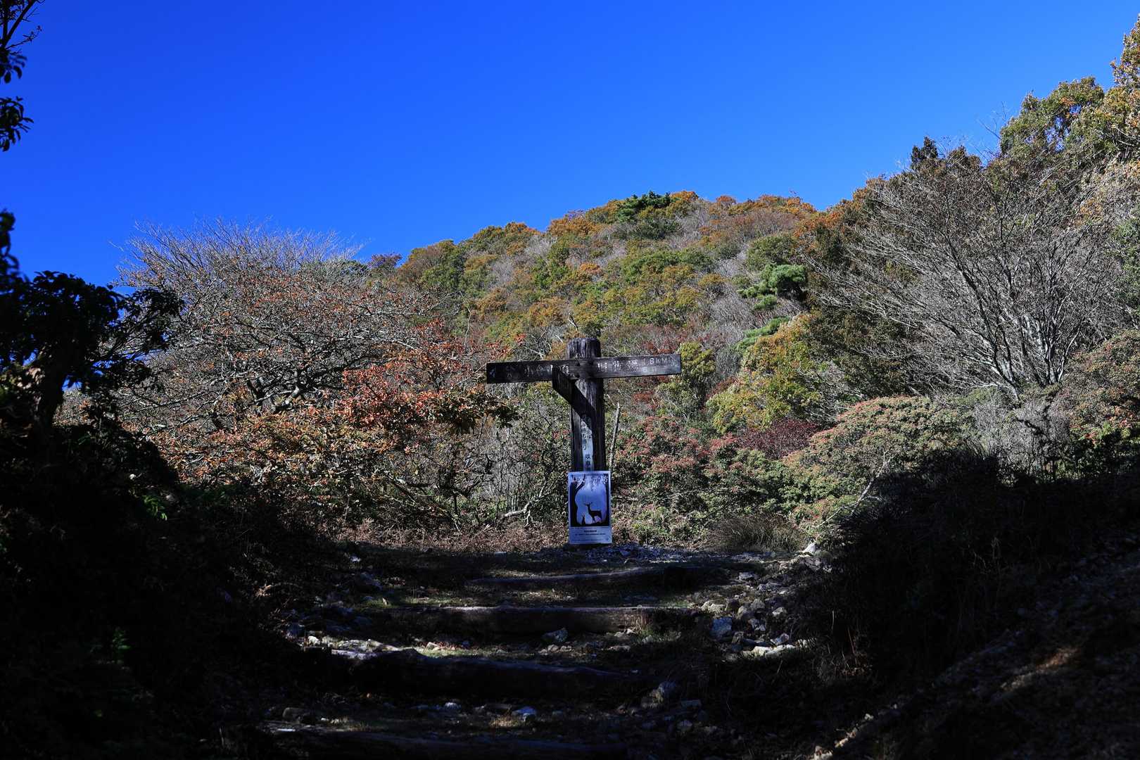 鞍部の分岐
とりあえず小倉山は左へ行きます