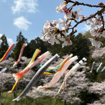 桜は散り始め🌸